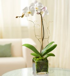 (image for) Elegant Orchid