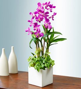 Classic Memories Orchid Garden