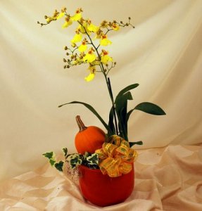 Autumn Orchid Autumn Orchid
