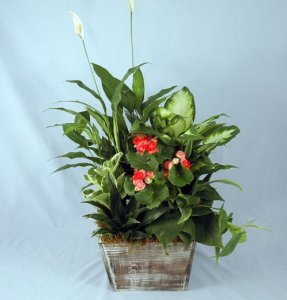 Filed Of Joy Planter