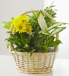 With Love Dish Garden With Love Dish Garden