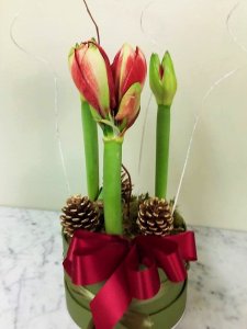 (image for) Amarylis Royalty