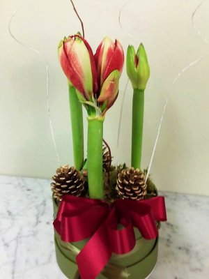 (image for) Amarylis Royalty