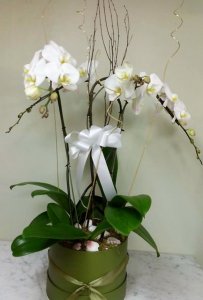 (image for) Sparkle White Orchid Planter