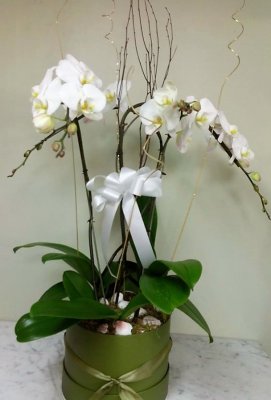(image for) Sparkle White Orchid Planter