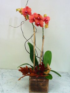Fall Orchid in a Wood Box Fall Orchid in a Wood Box