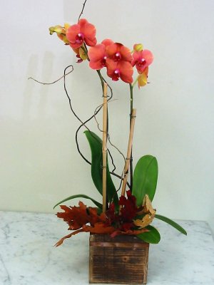 (image for) Fall Orchid in a Wood Box