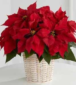Red Poinsettia Basket (image for) Red Poinsettia Basket