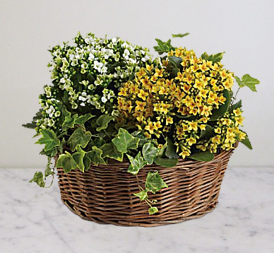 (image for) Basket Of Joy Plants