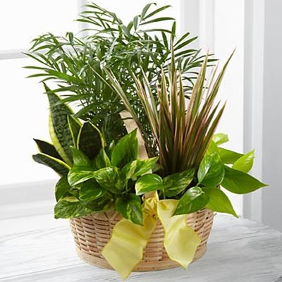 (image for) Garden A La Francaise