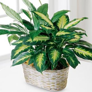 The Spathiphyllum and Dieffenbachia (image for) The Spathiphyllum and Dieffenbachia