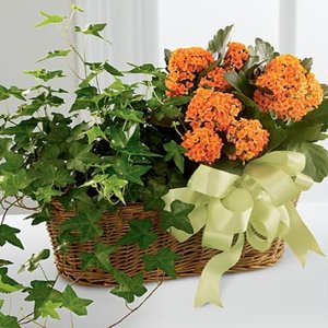 Kalanchoe And Ivy Planter (image for) Kalanchoe And Ivy Planter