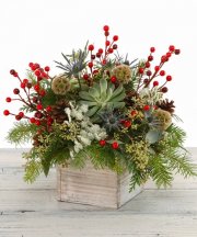 Winter Succulent Box