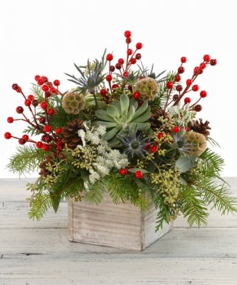 Winter Succulent Box