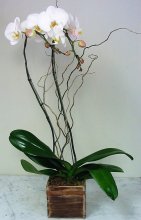Double Stems White Phalaenopsis Orchid Umbrella in Wood Box