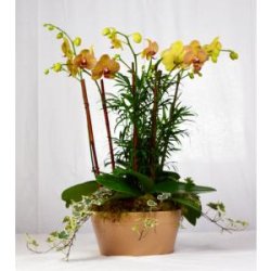 (image for) Phalaenopsis Orchid Garden