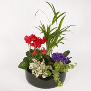 European Garden (image for) European Garden