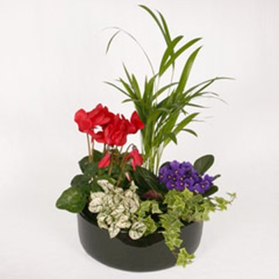 (image for) European Garden