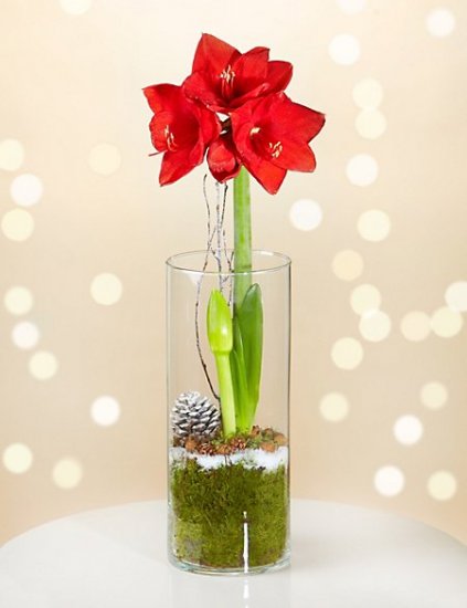 Holiday Amaryllis - Click Image to Close