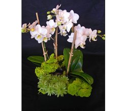 beautiful mini-Phalaenopsis Orchids (image for) beautiful mini-Phalaenopsis Orchids