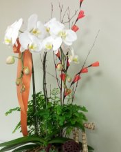White Orchid Garden