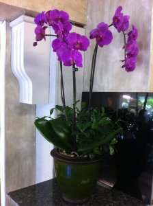 (image for) Double Stem Dark Purple Orchid Planter