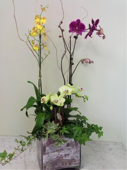 Lovely Orchid Garden - Click Image to Close