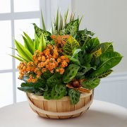 WonderFall Wishes Harvest Dishgarden