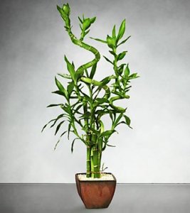 Lucky 7 Bamboo