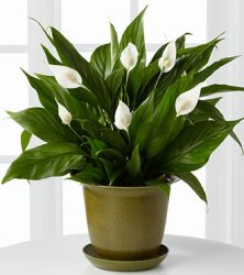 (image for) The Down to Earth Peace Lily Plant