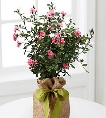 Rosy Outlooks Rose Bush