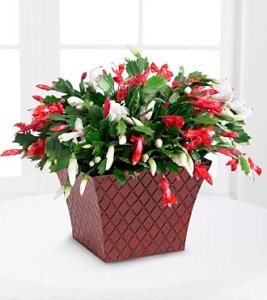 Peppermint Perfection Christmas Cactus (image for) Peppermint Perfection Christmas Cactus
