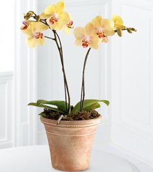 Golden Discovery Orchid (image for) Golden Discovery Orchid