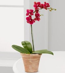 Crimson Skies Orchid (image for) Crimson Skies Orchid