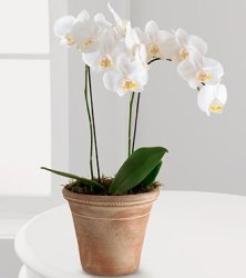 White Glamour Orchid (image for) White Glamour Orchid