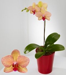 Rare Treasure Phalaenopsis (image for) Rare Treasure Phalaenopsis