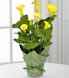 Delightful Day Calla Lily Plant (image for) Delightful Day Calla Lily Plant
