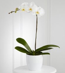 (image for) White Orchid Planter