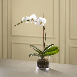 White Orchid Planter (image for) White Orchid Planter