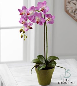 Purple Phalaenopsis Orchid Plant (image for) Purple Phalaenopsis Orchid Plant