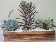 Easy Care Garden