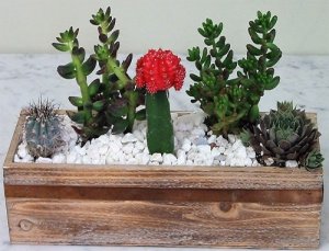 Cactus Heaven Garden Cactus Heaven Garden