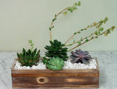 Water Saver Garden