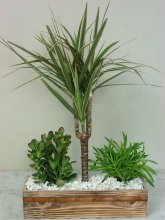 Tropical Palm Garden
