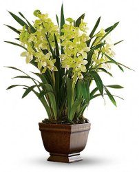 Splendid Orchid (image for) Splendid Orchid