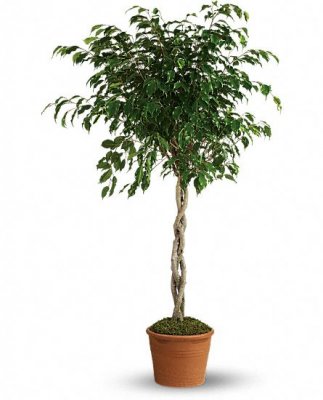 Towering Ficus Plants
