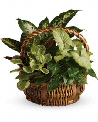 (image for) Emeral Garden Basket Plants