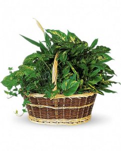 Basket Garden Plants