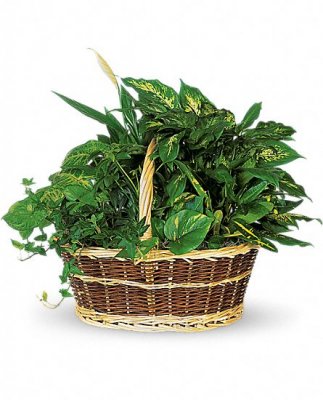 Basket Garden Plants