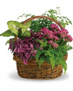 Secret Garden Basket Plants Secret Garden Basket Plants